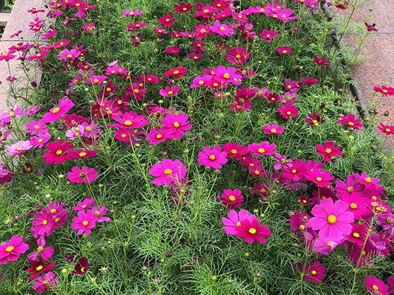 张掖摆租花草|设计绿植花卉